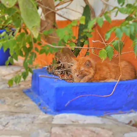 Hébergement de vacances Ivy
